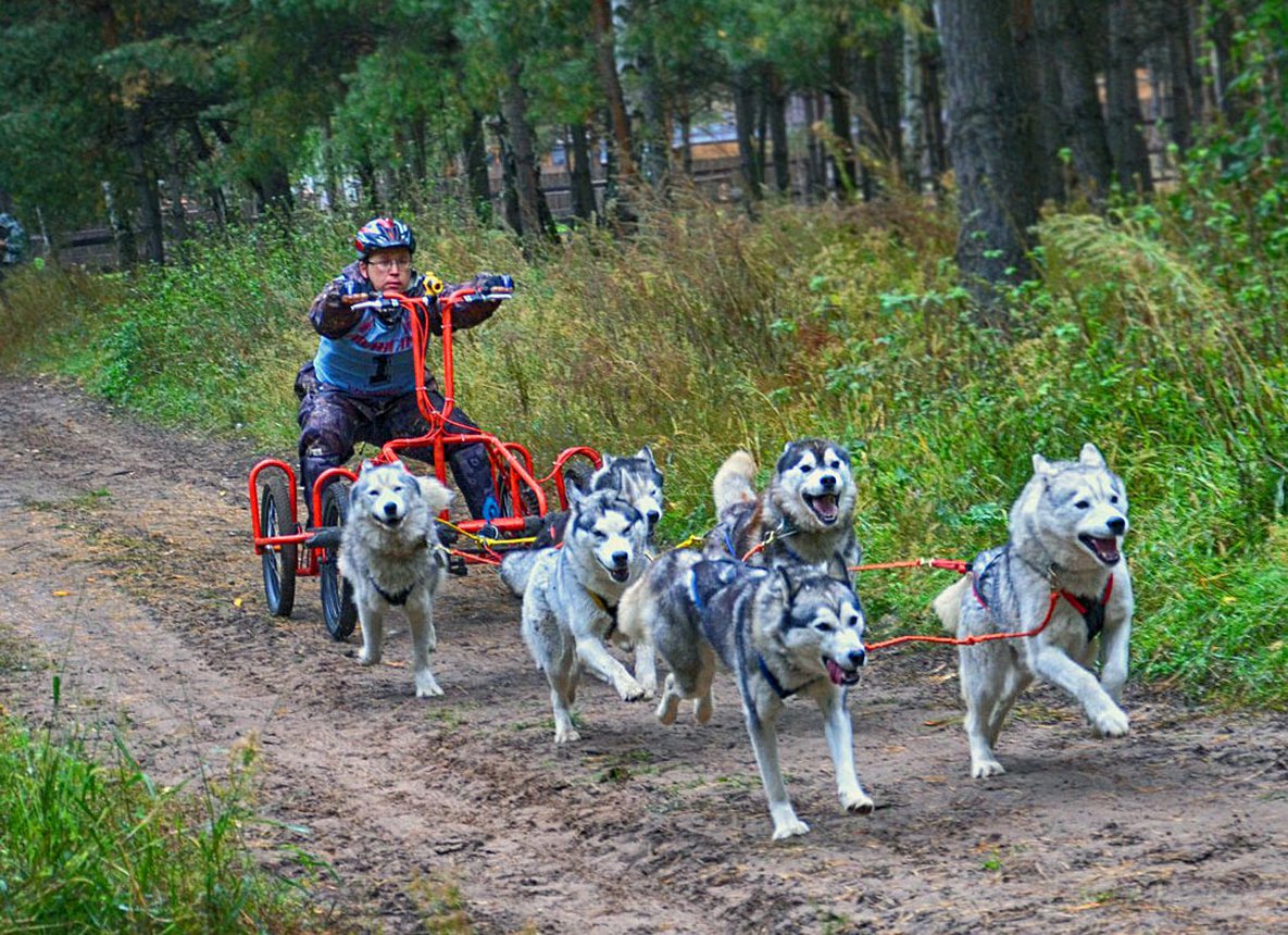 Катание на собачьих упряжках Хасках. Знакомства с Хаски в HaskiPark в Москве